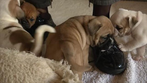 Dog breeder with hardy feet